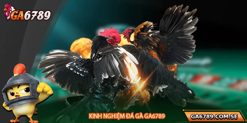 Kinh nghiệm đá gà và mẹo cược hiệu quả